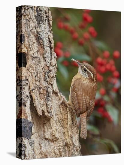 Carolina Wren-Gary Carter-Stretched Canvas