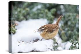 Carolina Wren-Gary Carter-Stretched Canvas