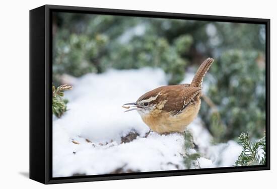 Carolina Wren-Gary Carter-Framed Stretched Canvas