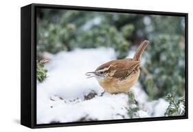 Carolina Wren-Gary Carter-Framed Stretched Canvas