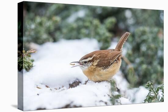 Carolina Wren-Gary Carter-Stretched Canvas