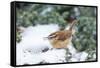 Carolina Wren-Gary Carter-Framed Stretched Canvas