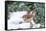 Carolina Wren-Gary Carter-Framed Stretched Canvas