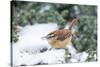 Carolina Wren-Gary Carter-Stretched Canvas