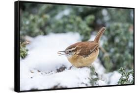 Carolina Wren-Gary Carter-Framed Stretched Canvas