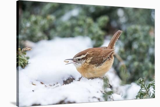 Carolina Wren-Gary Carter-Stretched Canvas