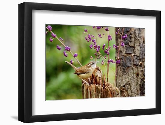 Carolina Wren-Gary Carter-Framed Premium Photographic Print