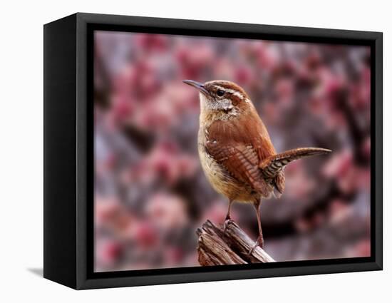 Carolina Wren-Adam Jones-Framed Stretched Canvas