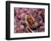 Carolina Wren-Adam Jones-Framed Photographic Print