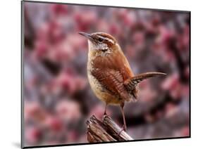 Carolina Wren-Adam Jones-Mounted Photographic Print