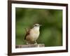 Carolina Wren-Gary Carter-Framed Photographic Print