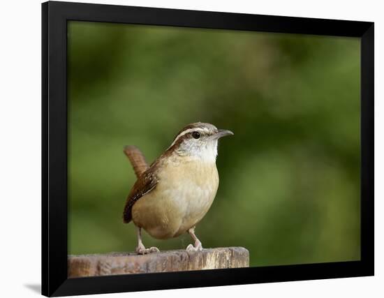 Carolina Wren-Gary Carter-Framed Photographic Print