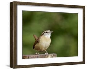 Carolina Wren-Gary Carter-Framed Photographic Print