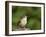 Carolina Wren-Gary Carter-Framed Photographic Print