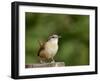 Carolina Wren-Gary Carter-Framed Photographic Print