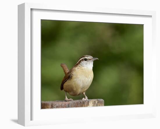 Carolina Wren-Gary Carter-Framed Photographic Print