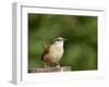 Carolina Wren-Gary Carter-Framed Photographic Print