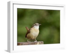 Carolina Wren-Gary Carter-Framed Photographic Print