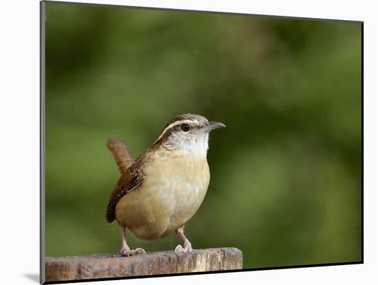 Carolina Wren-Gary Carter-Mounted Photographic Print