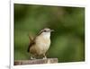 Carolina Wren-Gary Carter-Framed Photographic Print