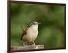 Carolina Wren-Gary Carter-Framed Photographic Print