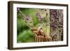 Carolina Wren-Gary Carter-Framed Photographic Print