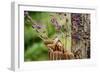 Carolina Wren-Gary Carter-Framed Photographic Print