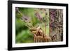 Carolina Wren-Gary Carter-Framed Photographic Print