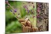 Carolina Wren-Gary Carter-Mounted Photographic Print