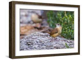 Carolina Wren-Gary Carter-Framed Photographic Print