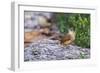 Carolina Wren-Gary Carter-Framed Photographic Print