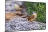 Carolina Wren-Gary Carter-Mounted Photographic Print