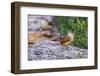 Carolina Wren-Gary Carter-Framed Photographic Print