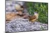 Carolina Wren-Gary Carter-Mounted Photographic Print