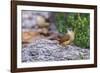 Carolina Wren-Gary Carter-Framed Photographic Print