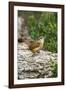 Carolina Wren-Gary Carter-Framed Photographic Print