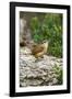 Carolina Wren-Gary Carter-Framed Photographic Print