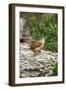 Carolina Wren-Gary Carter-Framed Photographic Print