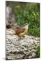 Carolina Wren-Gary Carter-Mounted Photographic Print