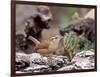 Carolina Wren-Gary Carter-Framed Photographic Print