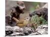 Carolina Wren-Gary Carter-Mounted Photographic Print