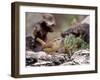 Carolina Wren-Gary Carter-Framed Photographic Print