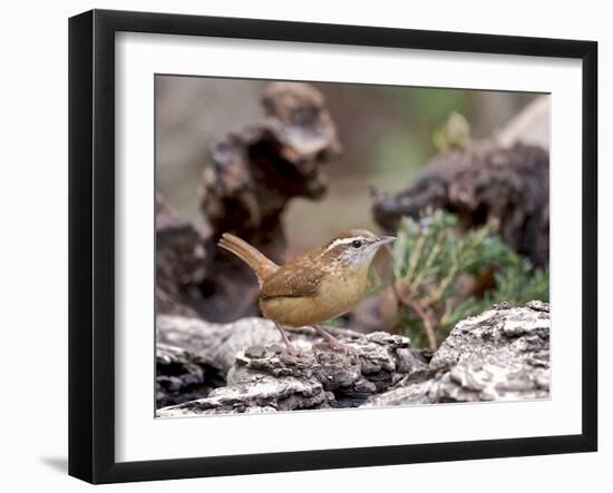 Carolina Wren-Gary Carter-Framed Photographic Print