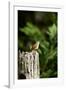 Carolina Wren-Gary Carter-Framed Photographic Print