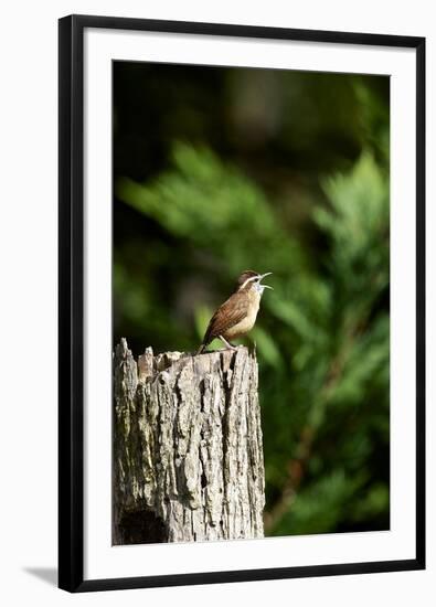 Carolina Wren-Gary Carter-Framed Photographic Print