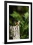 Carolina Wren-Gary Carter-Framed Photographic Print