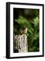 Carolina Wren-Gary Carter-Framed Photographic Print