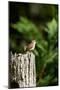 Carolina Wren-Gary Carter-Mounted Photographic Print