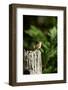 Carolina Wren-Gary Carter-Framed Photographic Print