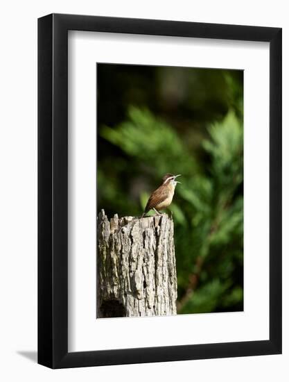 Carolina Wren-Gary Carter-Framed Photographic Print